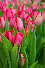 Beautiful alley in a garden with blooming spring flowers - pink tulips. Close up. Spring greeting card or banner. Selective focus.