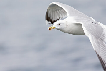 A Caspian gull (Larus cachinnans) in flight at a lake in the city of Berlin