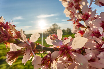 Flowers begin to appear in the almond and cherry trees as spring approaches in Madrid