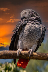 Grey parrot (Psittacus erithacus) Congo African grey parrot