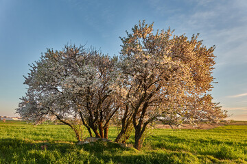 Comienzan a florecer los almendros y cerezos al acercarse la primavera en Madrid