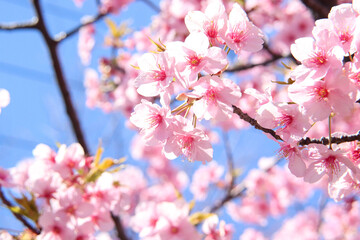 桜 サクラ 美しい かわいい さくら きれい 満開 優美 可憐 花びら ピンク 春 入学 卒業