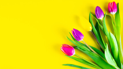 Tulips, flowers on a yellow background.