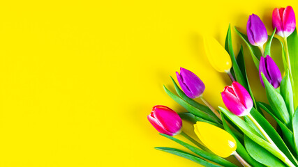 Tulips, flowers on a yellow background.