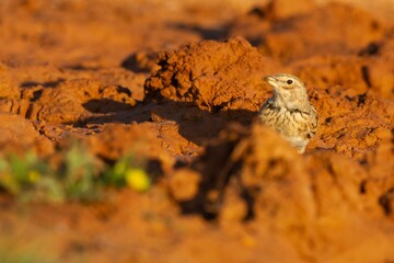 Calandra lark (Melanocorypha calandra), steppe bird on arid land