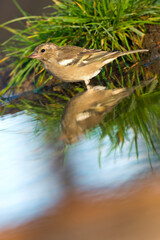 Chaffinch, Fringilla coelebs, Forest Pond, Mediterranean Forest, Castile and Leon, Spain, Europe