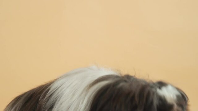 Curiously and impatiently sniffing, licking euphorically Shih Tzu dog - close up portrait shot