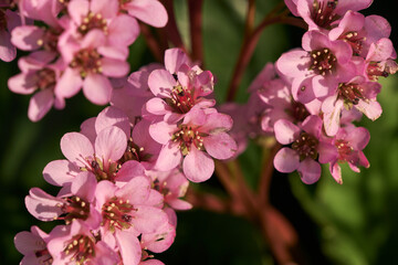 Fototapeta premium Heart-leaved bergenia pink flowers close up