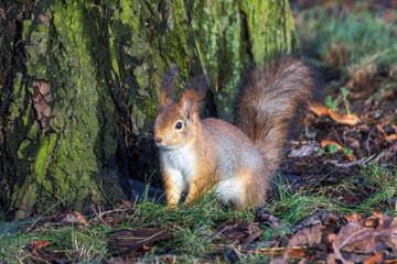 Naklejka na ściany i meble Squirrel (Sciurus vulgaris) on a spring day in the park on Elagin Island in St. Petersburg.