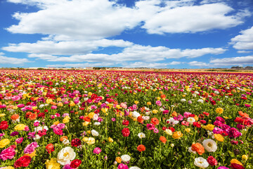Fields of flowering buttercups