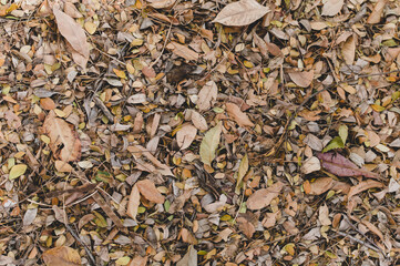 Leaves falling on the ground