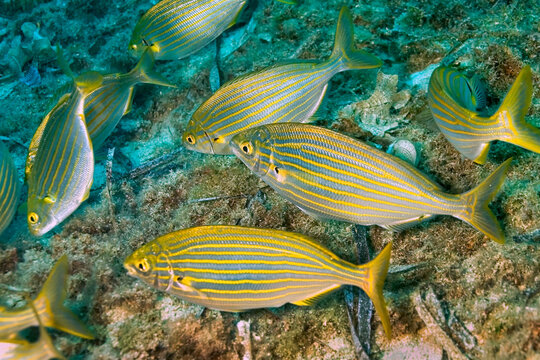 Dreamfish, Sarpa salpa, Cabo Cope-Puntas del Calnegre Natural Park, Mediterranean Sea, Murcia, Spain, Europe