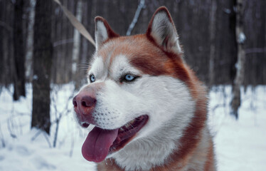 Husky in the winter forest for a walk