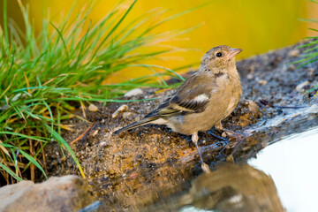 Chaffinch, Fringilla coelebs, Forest Pond, Mediterranean Forest, Castile and Leon, Spain, Europe