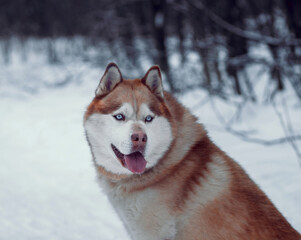 Husky in the winter forest for a walk