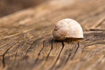 snail on wood
