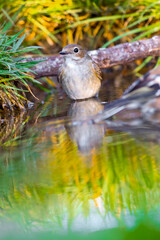 Pied Flycatcher, Ficedula hypoleuca, Forest Pond, Mediterranean Forest, Castile and Leon, Spain, Europe