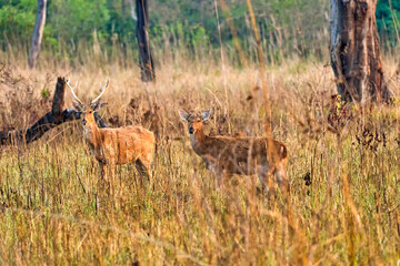 Swamp Deer, Rucervus duvaucelii, Barasingha, Royal Bardia National Park, Bardiya National Park, Nepal, Asia