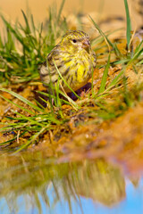 Serin, Serinus serinus, Forest Pond, Mediterranean Forest, Castile and Leon, Spain, Europe