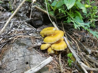 Nature, Mountains, Culture, Followers of Kashmir Pakistan