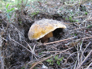 mushrooms in the forest