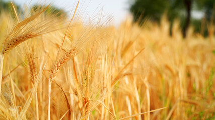Wheat field in India. Ears of golden wheat with Sunset Landscape. Ripening dry ears of meadow wheat field. Indian winter season crops