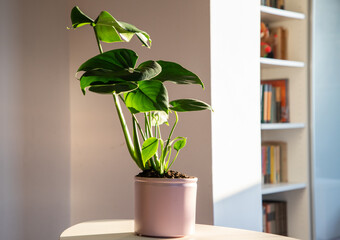 monstera or split-leaf philodendron (Monstera deliciosa) in a pot growing houseplants indoors