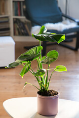 monstera or split-leaf philodendron (Monstera deliciosa) in a pot growing houseplants indoors