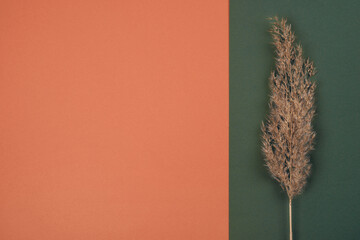 Top view of Pampas dry grass over terracotta red and green background with copy space. Earth trendy...