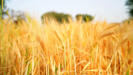 Wheat field in India. Ears of golden wheat with Sunset Landscape. Ripening dry ears of meadow wheat field. Indian winter season crops