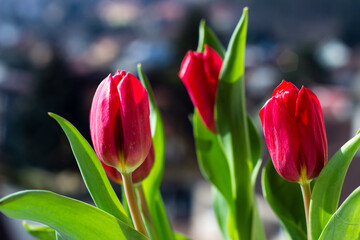 Pink tulips isolated on dark background.