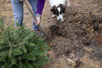 man planting fir tree in the back yard home gardening