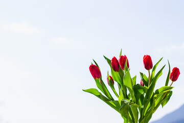 Bunch of tulips with blue sky background, colorful spring flowers on blurred background with free copy space, springtime concept