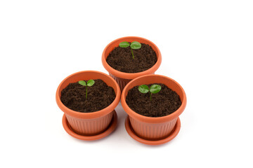 Young plant in small flowerpot. Growing seedlings.Gardening and ecology concept.