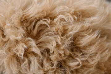 Curly animal hair background
