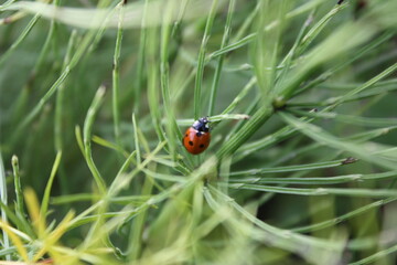 Close-up bee on flower collects nectar