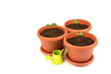 lemon tree sprout in pot with watering can. Watering young seedling at home. Gardening and ecology concept.