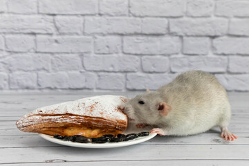 A cute gray decorative rat takes a bite of baked goods or pie. Rodent eats close-up.