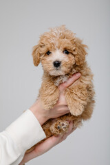 Maltipoo dog. Adorable Maltese and Poodle mix Puppy in women hands