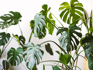 Monstera deliciosa or Swiss cheese plant on a white background. Stylish and minimalistic urban jungle interior