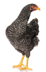 one black chicken isolated on white background, studio shoot