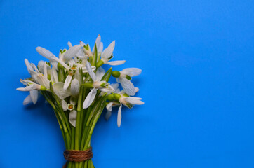 White snowdrops spring flowers or Galanthus nivalis bouquet on a blue background.Springtime holidays concept with copy space