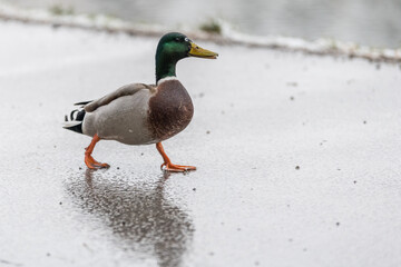 Stockentenerpel spaziert auf regennassem Asphalt