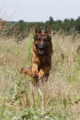 Berger Allemand en pleine course de face