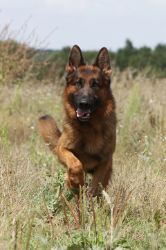 Berger Allemand qui cout dans une prairie