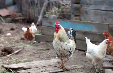 The rooster with chickens in the yard near corn
