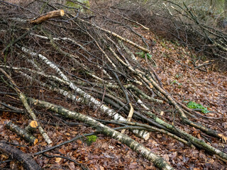 Holz Schaden im Wald im Regen