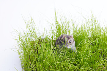 little hamster on the green grass isolated on white