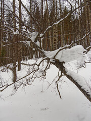 Fototapeta na wymiar A snow cap on a dry fallen tree in the forest.