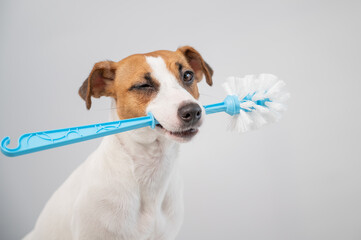 Jack russell terrier dog holds a blue toilet brush in his mouth. Plumbing cleaner